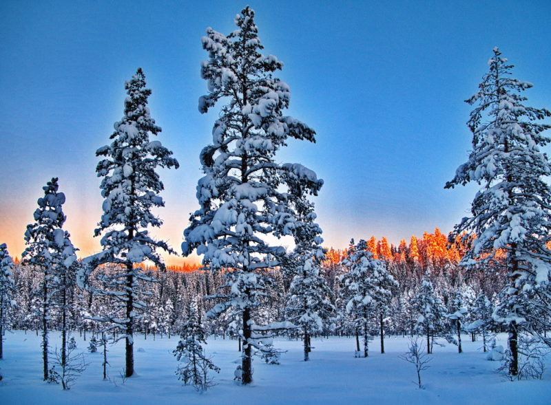 Soluppgång över snöig myr!